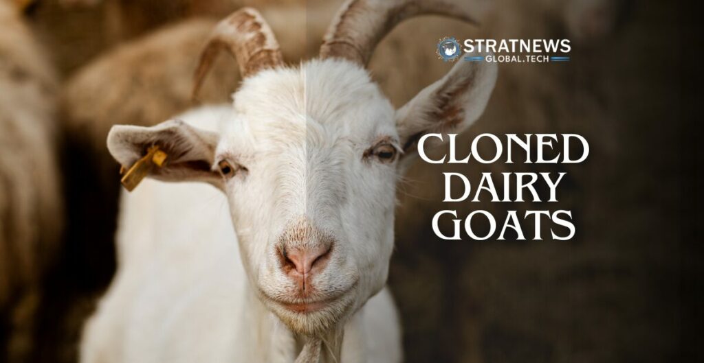Cloned Dairy Goats