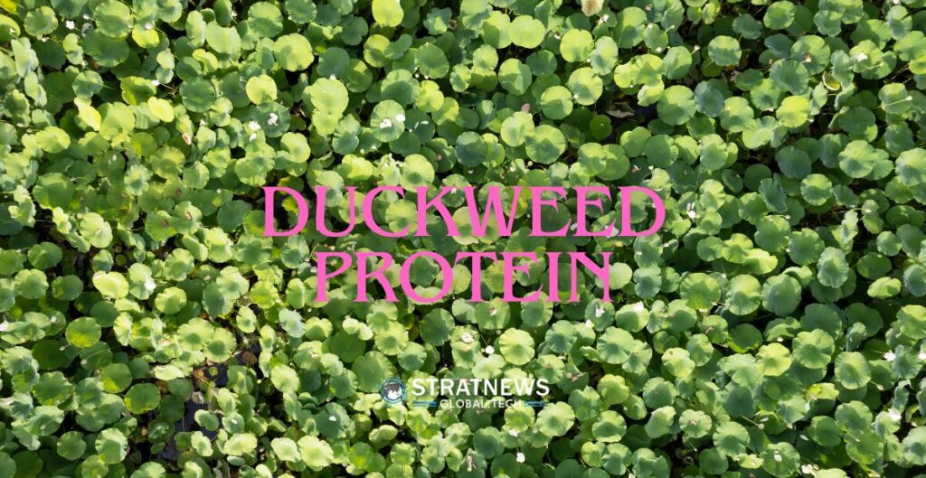 Duckweed Protein