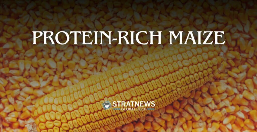 High Protein Maize