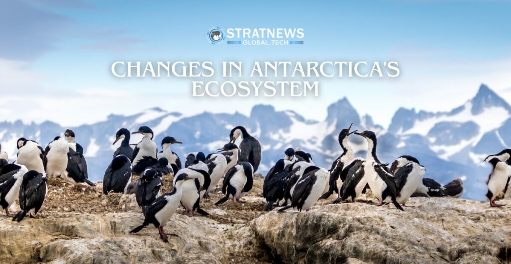 penguin guano